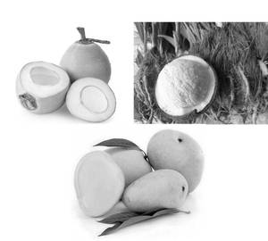 Tender Coconut Mango Within Coconut Flower (750 Ml)