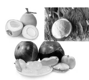 Tender Coconut Nungu juice Within Coconut Flower (750Ml)
