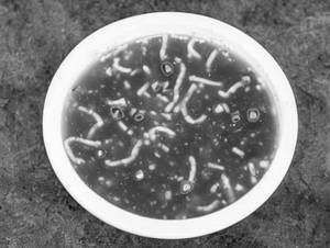 Hot Sour Soup