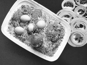 Egg Tawa Biryani