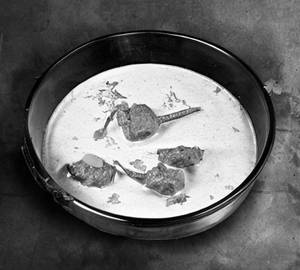 Mutton Mappas