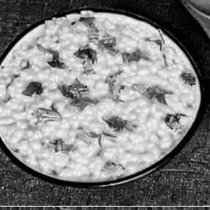 Curd Rice