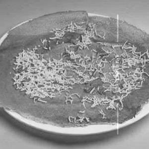 B Schezwan Cheese Dosa