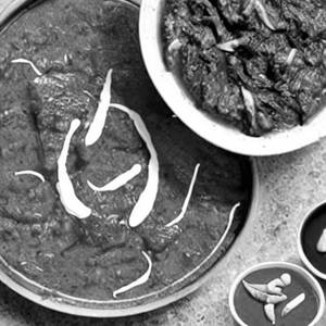 Plain palak