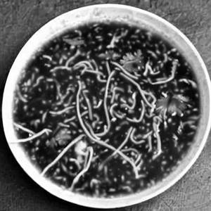 Chicken Manchow Soup