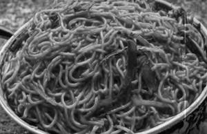 Schezwan Noodles