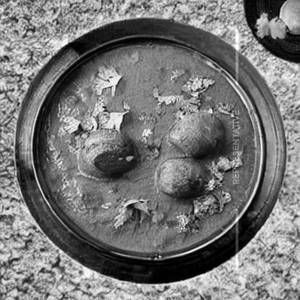 Mushroom Hydrabadi 