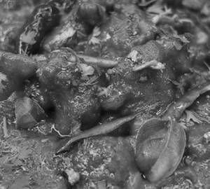 Chicken 65 Gravy 