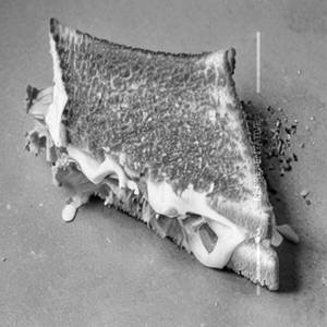 Cheese Sandwich