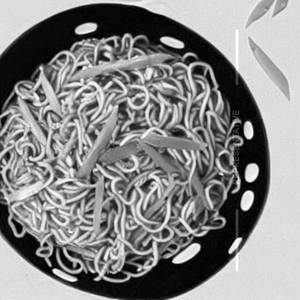 Peking Noodles  