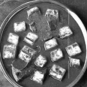 Paneer Gucchi