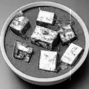 Paneer Maharaja