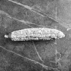 Corn Crispy