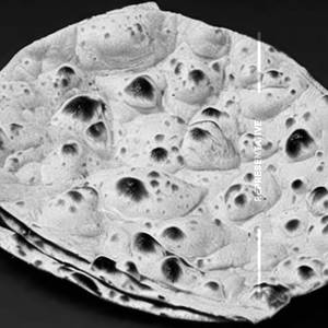 Roti