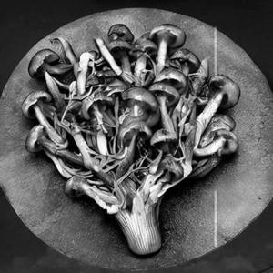Dragon Mushroom