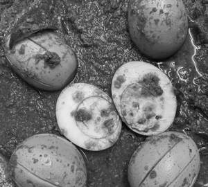 Egg Masala