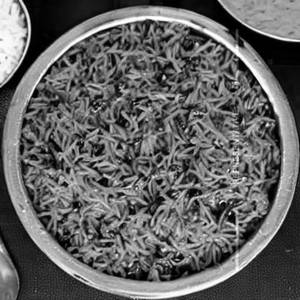 Palak Rice