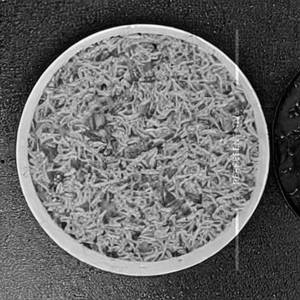 Chi Tiranga Rice