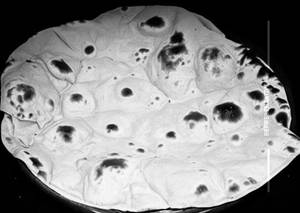 Plain Tawa Roti