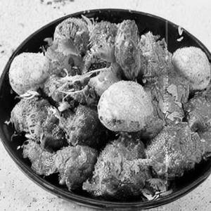 Mutton Coconut Fry