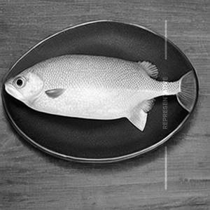 Pomfret