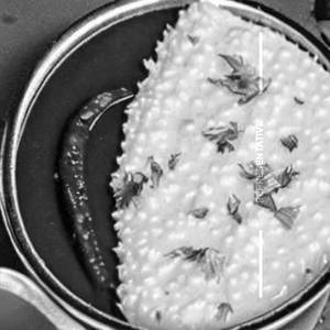 Curd Rice