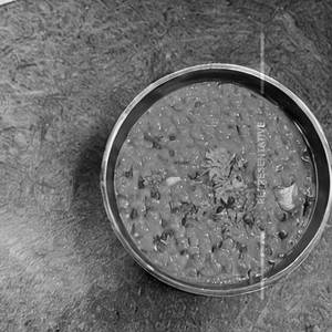 Toor Daal Tadka