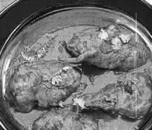 Chicken Dhaniya Adraki