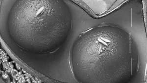 Gulab Jamun Brown(big)