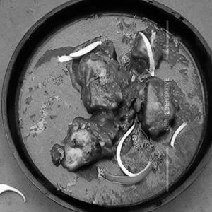 Bhuna Chicken