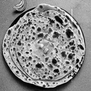 Paratha