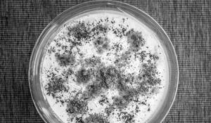 Plain Raita