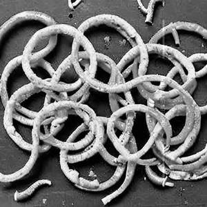 Capsicum Rings