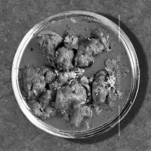 Dhaba Chicken