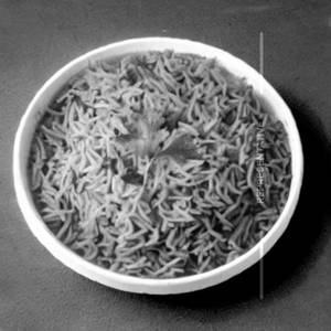 Palak Rice