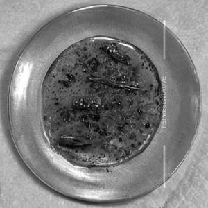 Bollinger(silver Fish)