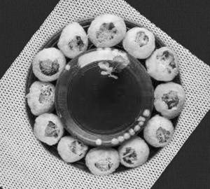 Pani puri