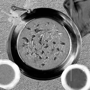 Karapu Boondi