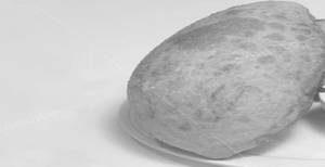 Bhature 1pc