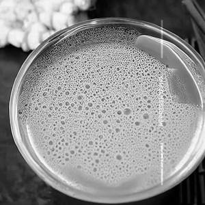 Ginger Laung Chai