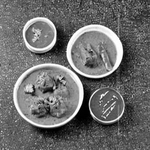 Bateri Masala Sukka