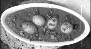 Egg Curry