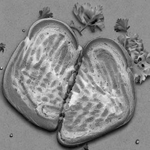 Potato Toast