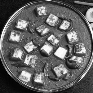 Paneer Makhanwala