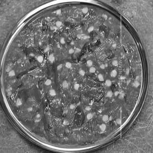Yellow Dal Palak Mix