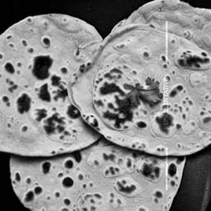 Chapati