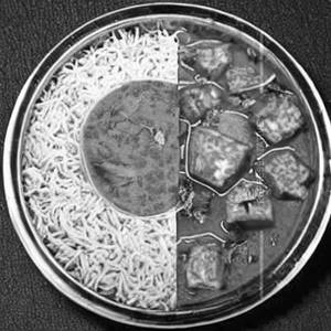Shahi Paneer Rice