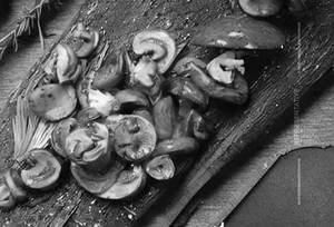 Stuff Mushroom