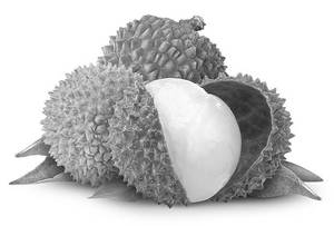 Lychee                                   