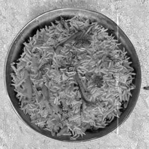 Veg Schezwan Rice